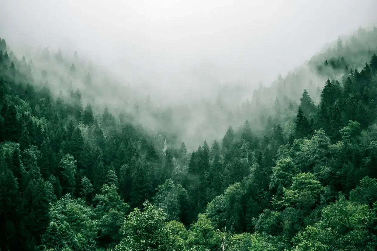 programs-one-tree-planted-featured